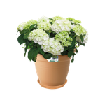 green basics soucoupe 53cm terre cuite doux